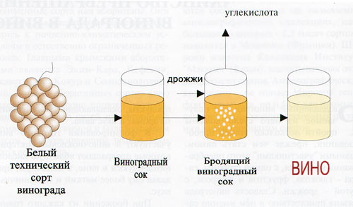 Схема трансофрмации винограда в белое вино